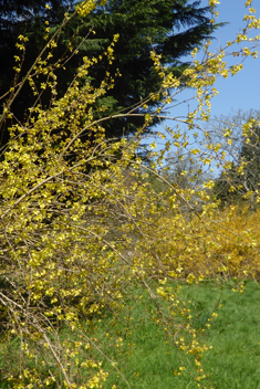 Golden-bell Forsythia