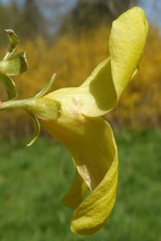 Golden-bell Forsythia