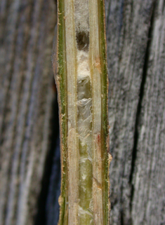 Common Forsythia