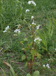 Common Buckwheat