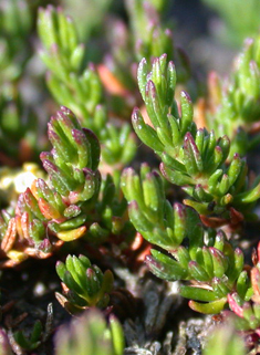 Common Sea-heath