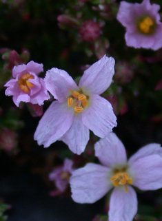 Common Sea-heath