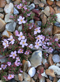 Common Sea-heath