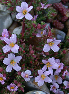 Common Sea-heath