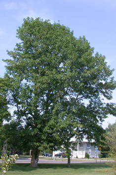 Green Ash