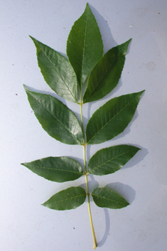 Green Ash