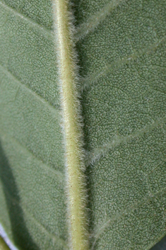 Green Ash