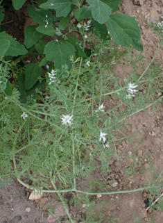 Fine-leaved Fumitory