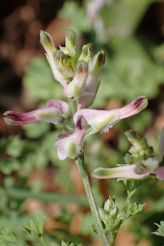 Purple Ramping Fumitory