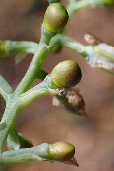 Purple Ramping Fumitory
