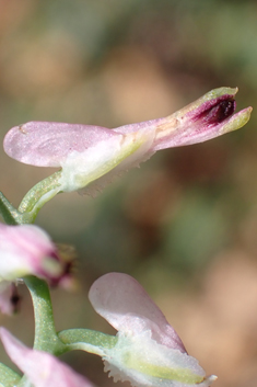 Purple Ramping Fumitory