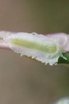 Purple Ramping Fumitory