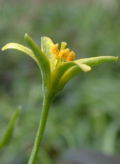 Yellow Star-of-Bethlehem