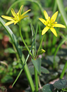 Yellow Star-of-Bethlehem