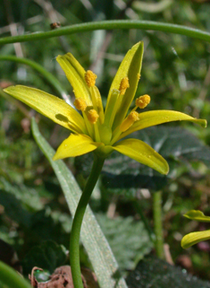 Yellow Star-of-Bethlehem