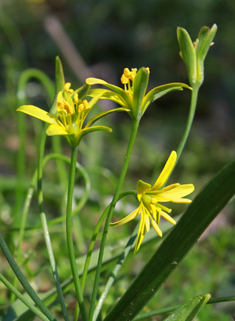 Yellow Star-of-Bethlehem