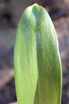 Ikaria Snowdrop