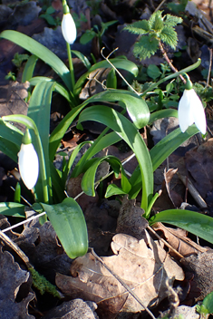 Ikaria Snowdrop