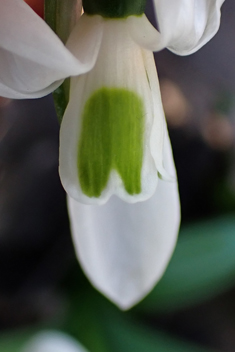 Ikaria Snowdrop