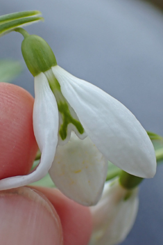 Pleated Snowdrop