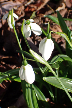 <i>Galanthus plicatus x ikariae</i>