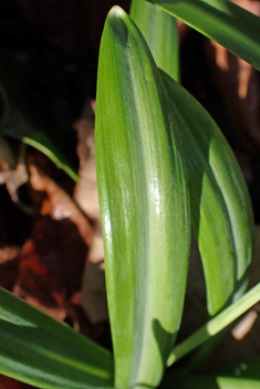 <i>Galanthus plicatus x ikariae</i>