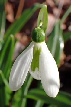 <i>Galanthus plicatus x ikariae</i>