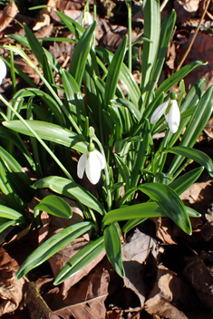 <i>Galanthus plicatus x ikariae</i>