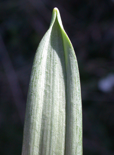 <i>Galanthus x hybridus</i>