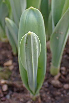 <i>Galanthus x hybridus</i>