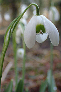 <i>Galanthus x valentinei</i>