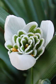 <i>Galanthus x valentinei</i>