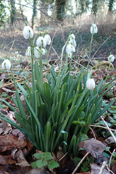 <i>Galanthus x valentinei</i>