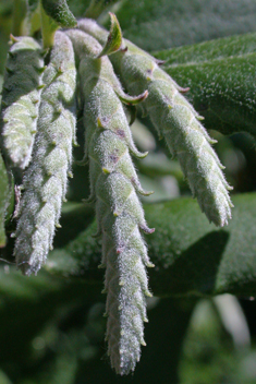 Wavy-leaved Silk-tassel