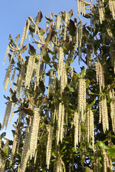 Wavy-leaved Silk-tassel