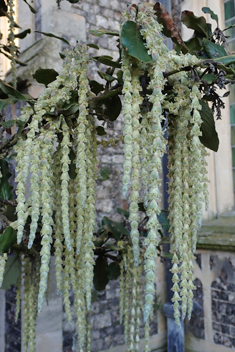 Wavy-leaved Silk-tassel