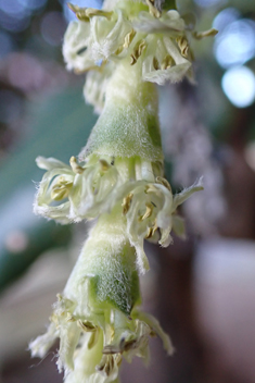 Wavy-leaved Silk-tassel