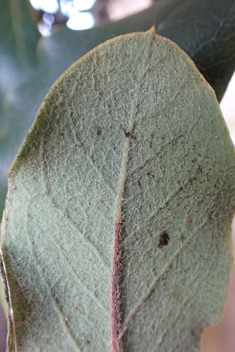 Wavy-leaved Silk-tassel