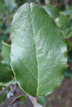 Wavy-leaved Silk-tassel