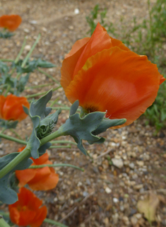 Red Horned Poppy