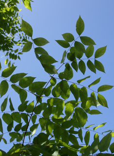 Kentucky Coffee Tree