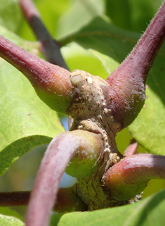 Kentucky Coffee Tree