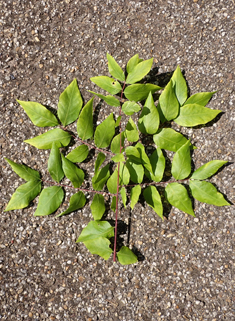 Kentucky Coffee Tree