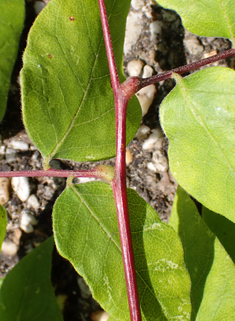 Kentucky Coffee Tree