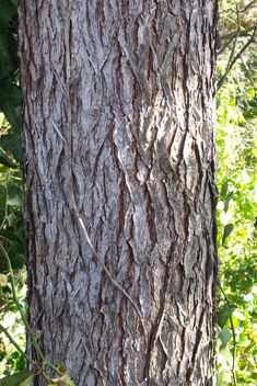 Kentucky Coffee Tree