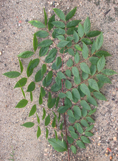 Kentucky Coffee Tree