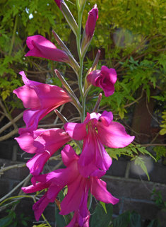 Eastern Gladiolus