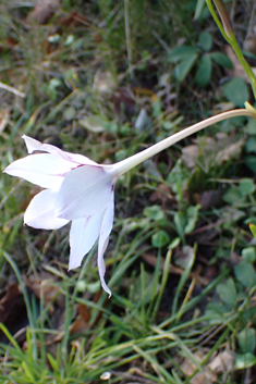Abyssinian Gladiolus