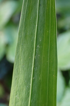 Abyssinian Gladiolus