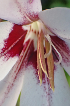 Abyssinian Gladiolus